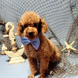 Red Ryder - Poodle