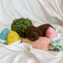 Pink Girl - Red  Goldendoodle puppy in Cleburne, Texas from Garrett Family Doodles