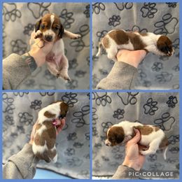 Pie dapple male - Dapple male Dachshund puppy in Madison, Wisconsin from SK Dashing  Dachshunds