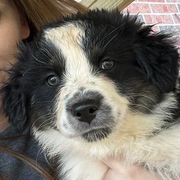Green - Black Australian Shepherd puppy in Guthrie, Oklahoma from Robertson’s Aussies
