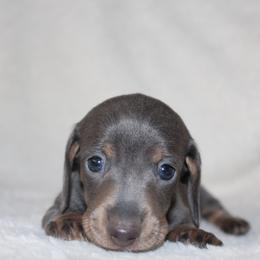 Willy - Blue and tan male Dachshund puppy in Fairfax, Iowa from Grayson’s Lovable Dachshunds