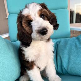 Sequoia - Black and white female Sheepadoodle puppy in Roseburg, Oregon from Sharon’s Sheepadoodle’s