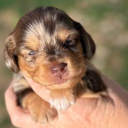 Boy 1 - Peter Rabbit - Dapple male Dachshund puppy in London, Kentucky from Steele Half Acre Homestead