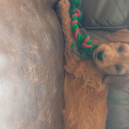 Goldendoodle and Poodle Puppies from Hatten Homestead Doodles