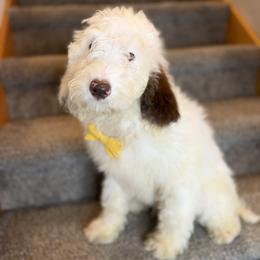 Comet - Liver and white male Springerdoodle puppy in Cassville, Wisconsin from Storyside Kennels