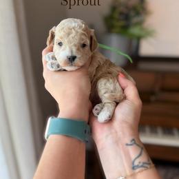 Sprout - Apricot male Goldendoodle puppy in Benton, Arkansas from Cozy Creek Doodles