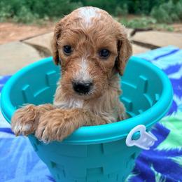 Tootles - Parti male Goldendoodle puppy in Pittsburg, Texas from Peachy Pine Goldendoodles