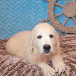 Girl 2 - female Golden Retriever puppy in Pembroke, Virginia from Springhouse Farms