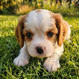Harley - Blenheim male Cavalier King Charles Spaniel puppy in Pennsylvania from Julie's Cavalier King Charles Spaniels