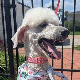 Poodles from Pruitt Family Kennels