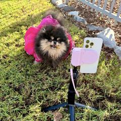 Cc - Pomeranian