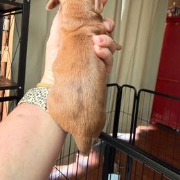 Red dapple girl - Red female Dachshund puppy in Campbell, Texas from Blooming Grace Homestead