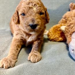 Cooper - Apricot male Goldendoodle puppy in Rochester, New York from Willowgreen Goldendoodles