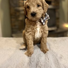 Labradoodle puppies from Dog Paw Doodles