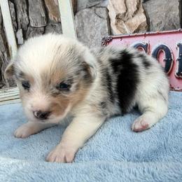 Yukon - Blue merle and white male American Corgi puppy in Scottown, Ohio from Wyndy Ridge Corgis