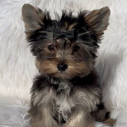 Princeton - Black and gold male Yorkshire Terrier puppy in Las Vegas, Nevada from Yorkiepupsntcups