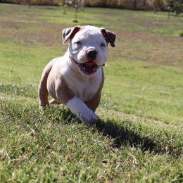 American Bully Puppies from Haymaker Bully Camp