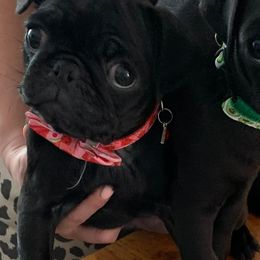 Pug Puppies from Camp Pug