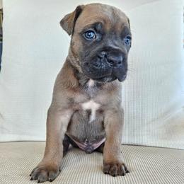 Male formentino 1 - Gray and fawn male Cane Corso puppy in Jacksonville, North Carolina from Coliseum de Cassiope
