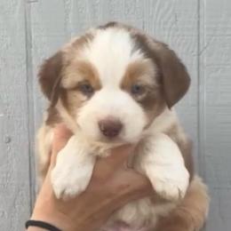 Sixes - Red merle male Miniature Australian Shepherd puppy in North Lakeport, California from Wild Rose Ranch
