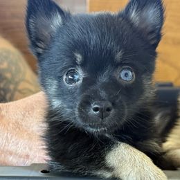 Astria - Black and white female Pomsky puppy in Avoca, Michigan from Repurposed Paradise Farm