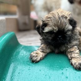 Levi - Red male Shih Tzu puppy in Spring, Texas from Precious Tzu Crew