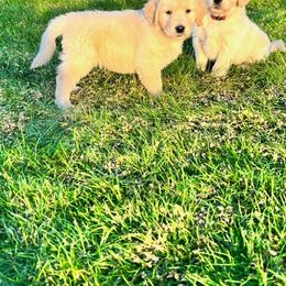 Golden Retriever and Labrador Retriever Puppies from Abels Envy Retrievers