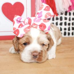 Pearl - Red roan female Cocker Spaniel puppy in Rattan, Oklahoma from Double M Cocker Spaniels