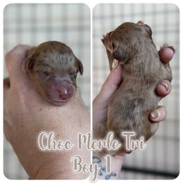 Boy 4 - male Bernedoodle puppy in Youngstown, Florida from Wonderland’s Boujie Kennels
