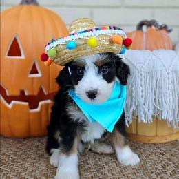 Hunter - Tri-color male Bernedoodle puppy in Russell Springs, Kentucky from 270 Doodles