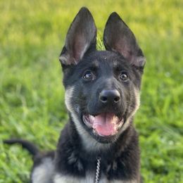 German Shepherds from Vom Schwarzen Mond