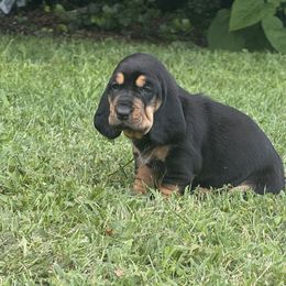 Johnny - Black and brown male Basset Hound puppy in Glen Burnie, Maryland from Jenna Kuegel