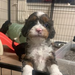 Comet - Aussiedoodle puppy from Lollipups Mini Aussiedoodles