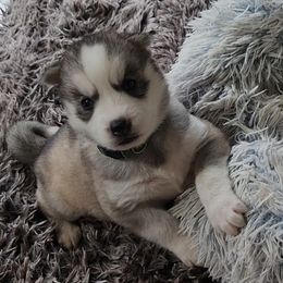 Bo - Gray and white male Siberian Husky puppy in Wheeling, West Virginia from Wild and Wonderful Siberian Huskies