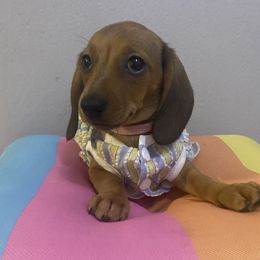 Bella Luna - Red female Dachshund puppy in New York, New York from Sausagedog-NYC