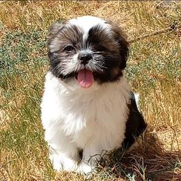 Gym - Black gold and silver male Shih Tzu puppy in Grand Prairie, Texas from R&R Shih-Tzus & Stud Services