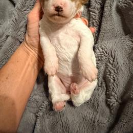 Girl 2 - Cream female Goldendoodle puppy in Bradenton, Florida from Christianna’s Mini Goldendoodles
