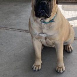 Bullmastiff and French Bulldog All Grown Up from Misfit Kennels