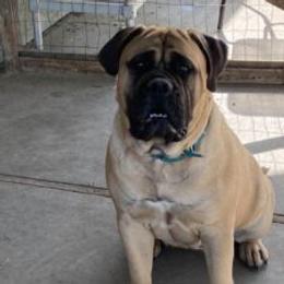 Bullmastiff and French Bulldog All Grown Up from Misfit Kennels