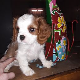 Cavalier King Charles Spaniel Puppies from Oakdale Cavaliers