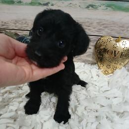 Mars - Black and tan male Schnoodle puppy in Andalusia, Alabama from Kaleidoscope Kennels