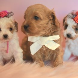 Cavapoos and Cavapoochons from Cavapoochon Central