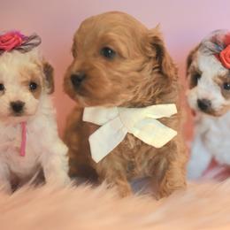 Cavapoos and Cavapoochons from Cavapoochon Central