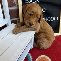 Bernedoodle and Goldendoodle Puppies from Ruby's Doodles