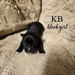 Remi - Black and tan female Yorkshire Terrier puppy in Goode, Virginia from Glass Hill Yorkies