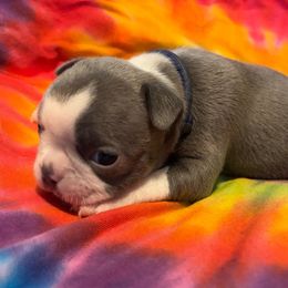 JACK JR - BLUE - **SALE** - Seal and white male Boston Terrier puppy in Anderson, South Carolina from Lola’s House of Bostons & Rescue