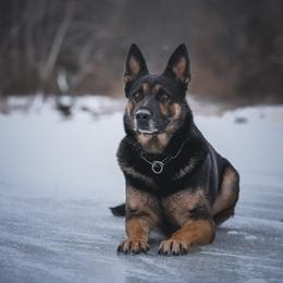 Marshall - German Shepherd