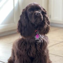 Cocker Spaniels from Once Upon a Time Cockers