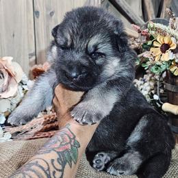 Banner - Black and silver male German Shepherd puppy in Sequim, Washington from German Shepherd Haus