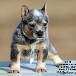 Mazie Girl 4 - Blue speckled female Australian Cattle Dog puppy in Point, Texas from Lakylu Kennels